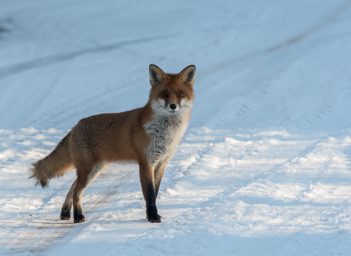 Zwei Neugierige, Mensch und Fuchs