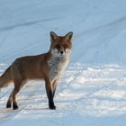 Zwei Neugierige, Mensch und Fuchs