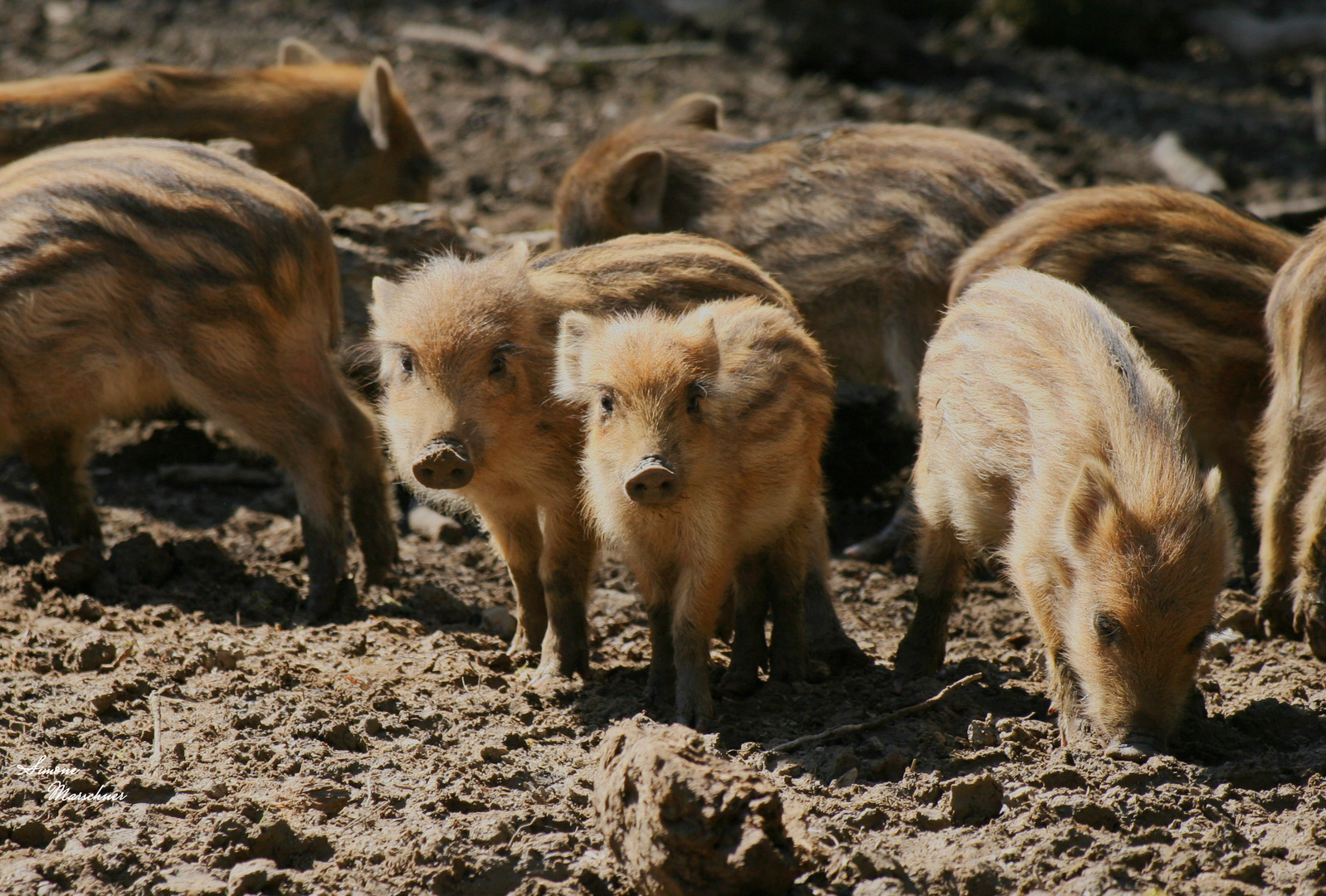 zwei neugierige Schweinchen