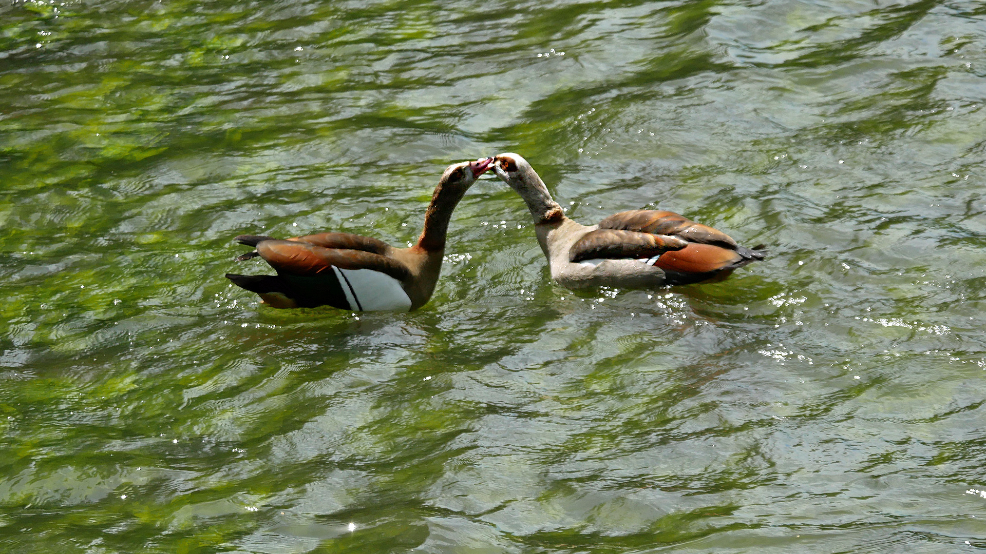 Zwei Nilgänse