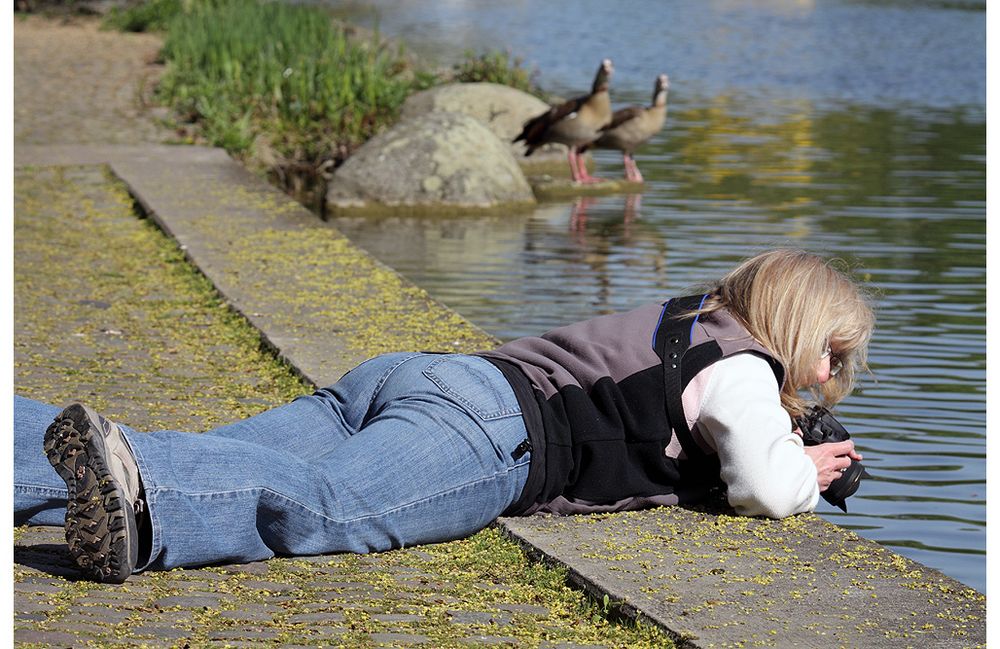 Zwei Nilgänse...