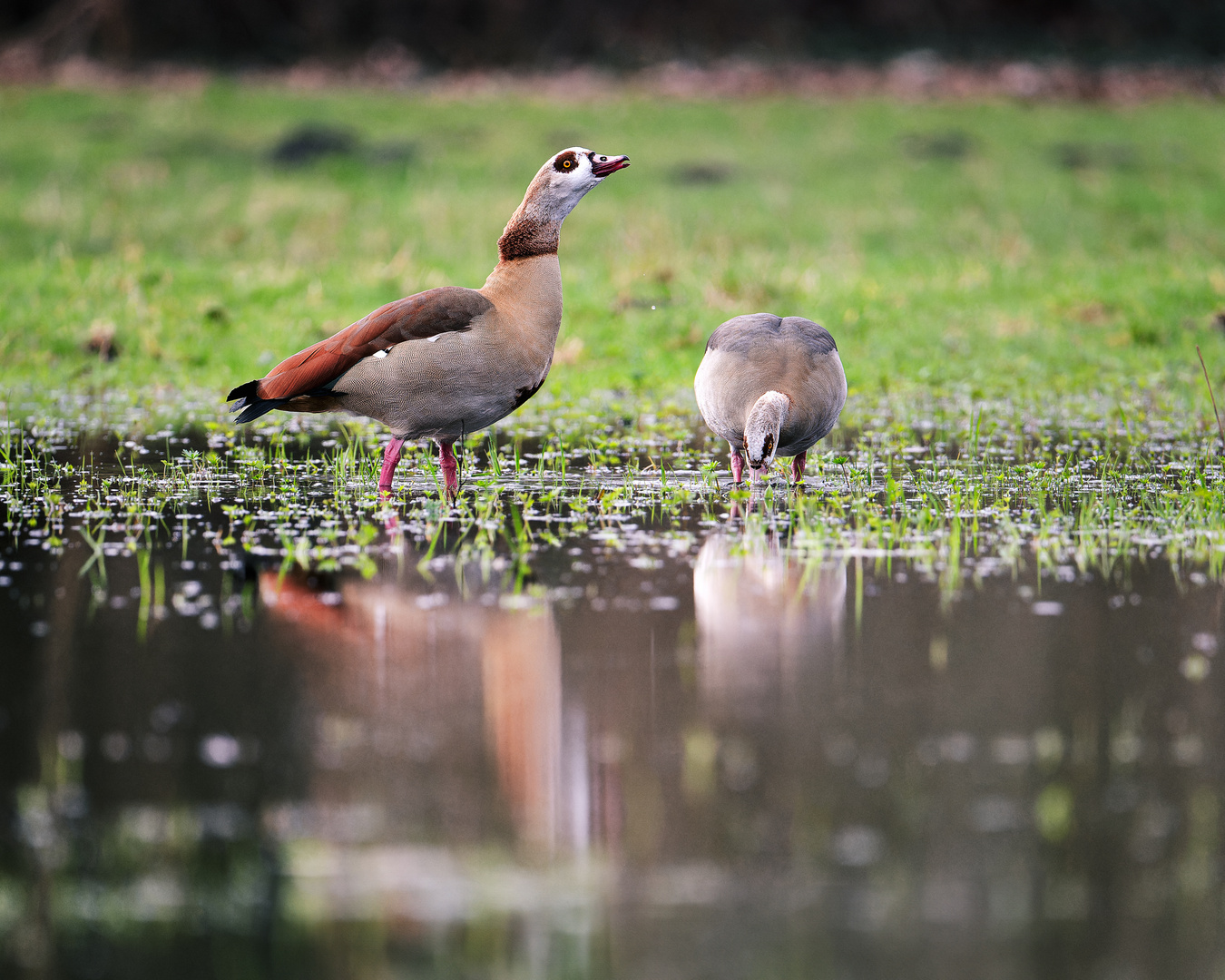 Zwei Nilgänse auf der überschwemmten Wiese ...