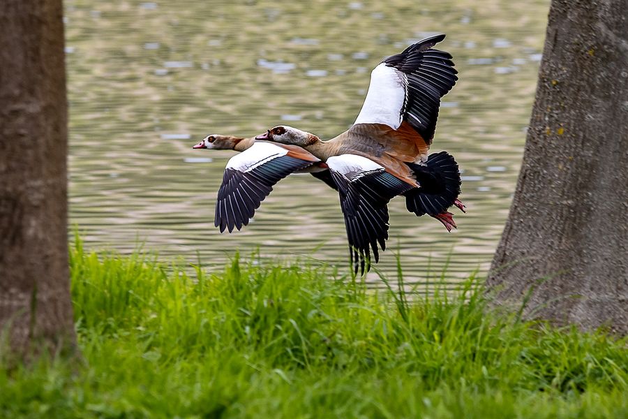 Zwei Nilgänse...