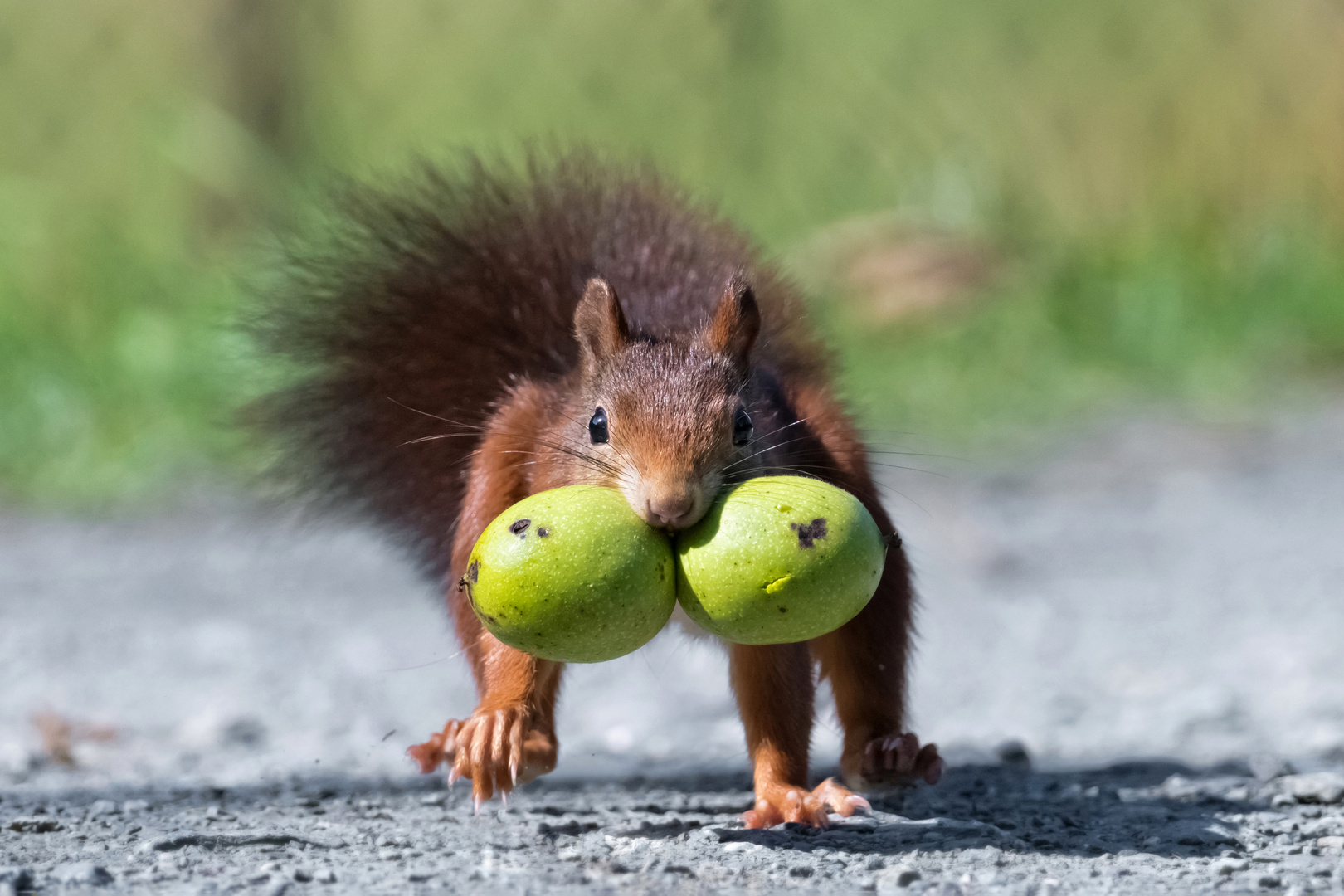 Zwei Nüsse für Eichhörnchen