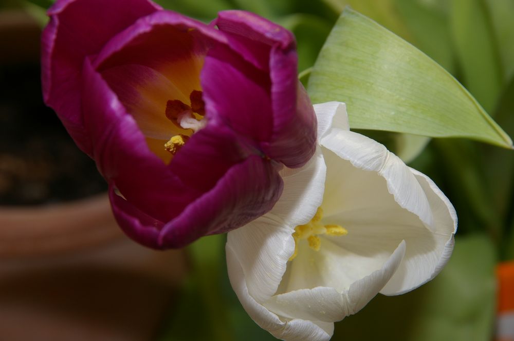 zwei offene Tulpen