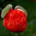 Zwei-Ohr-Mohn