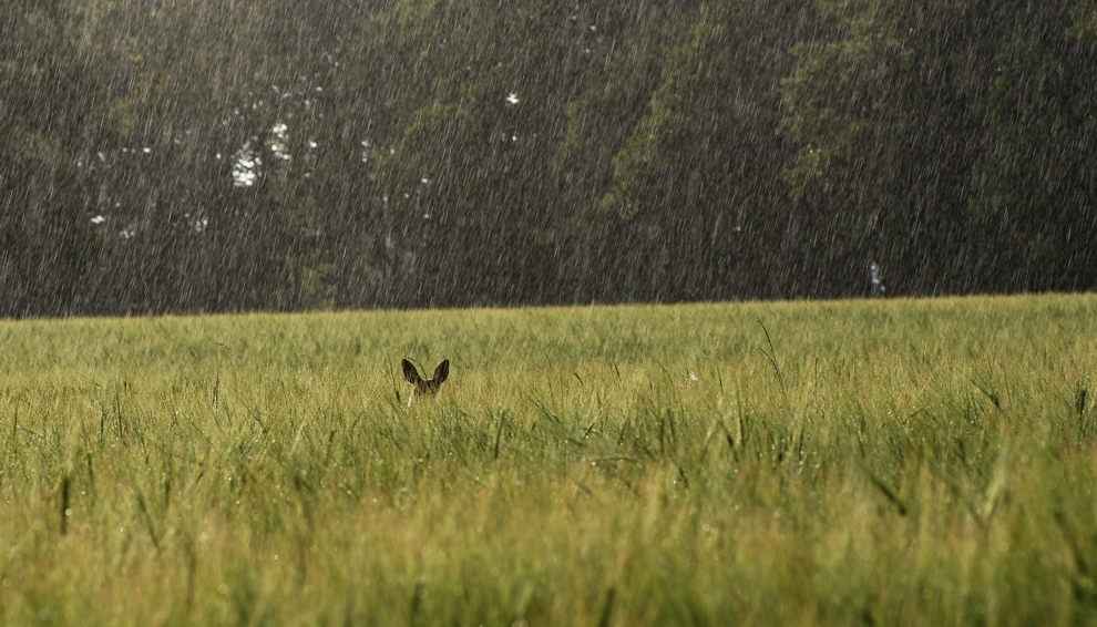 Zwei Ohren im Regen