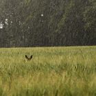 Zwei Ohren im Regen