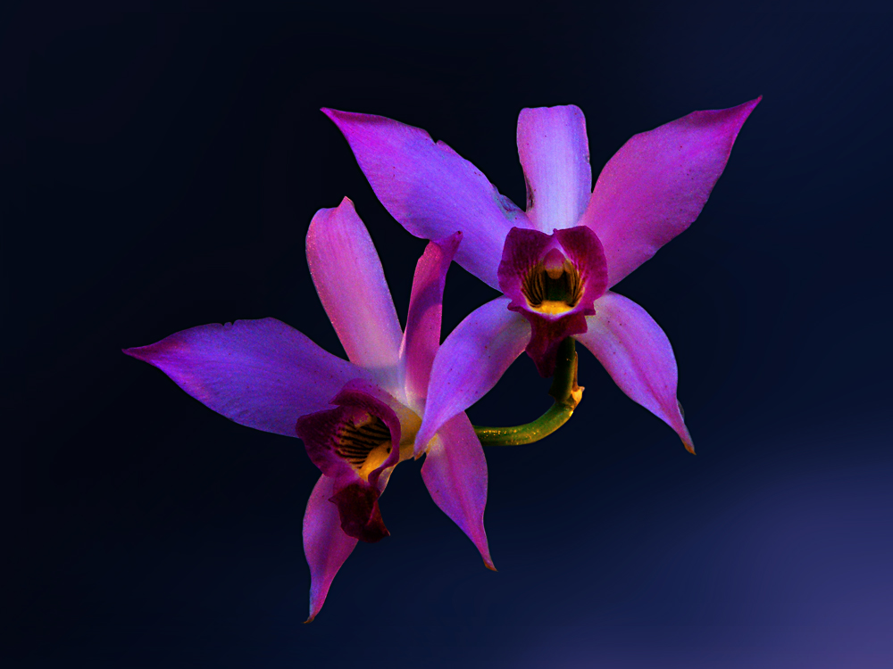 Zwei Orchideen