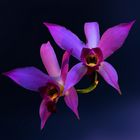 Zwei Orchideen
