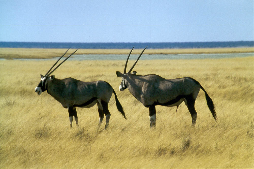 Zwei Oryx Antilopen begegnen sich ...