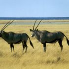 Zwei Oryx Antilopen begegnen sich ...