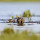 Zwei Otter im Wasser