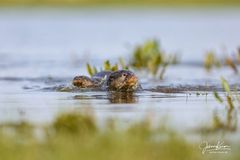 Zwei Otter im Wasser