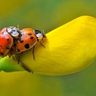 Zwei Paarungswillige  Marienkäfer auf einer Ginsterblüte