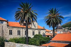 zwei Palmen in Dubrovnik