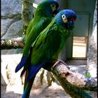 zwei Papageien
