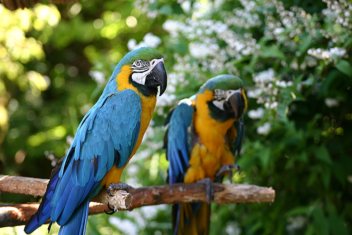 Zwei Papagei(en)