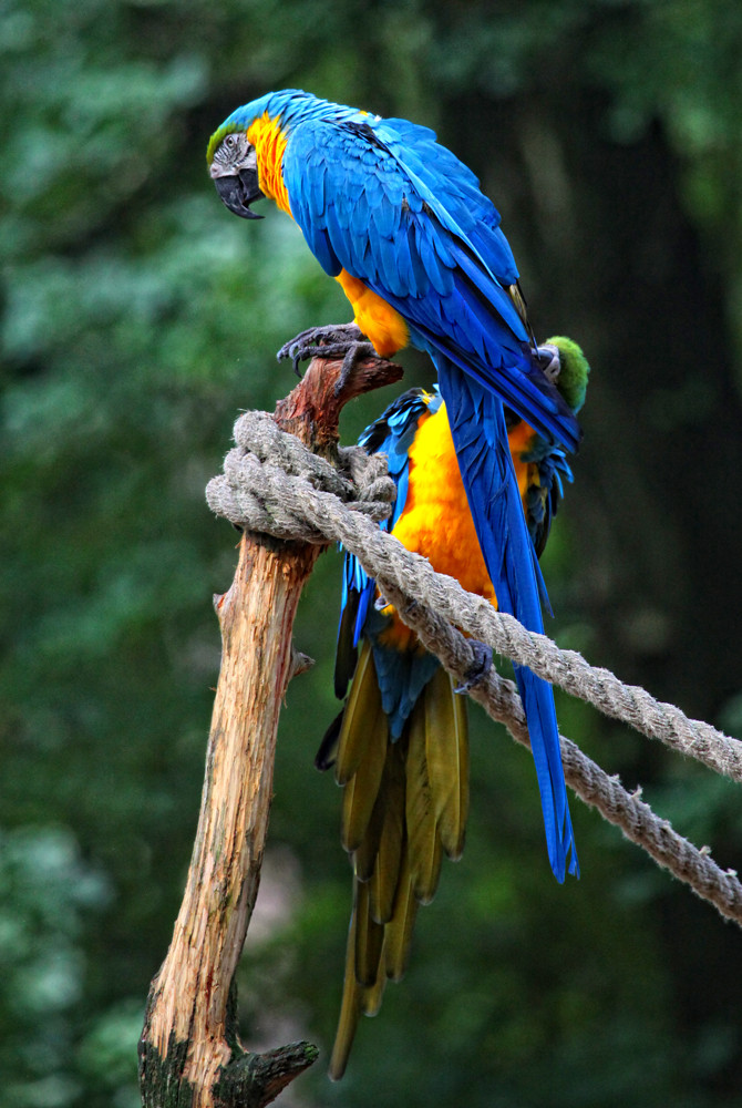Zwei Papageien im Zoo von Salisbury/Maryland