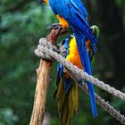 Zwei Papageien im Zoo von Salisbury/Maryland
