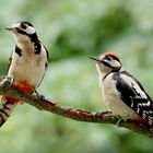 Zwei Paradiesvögel auf Beobachtung