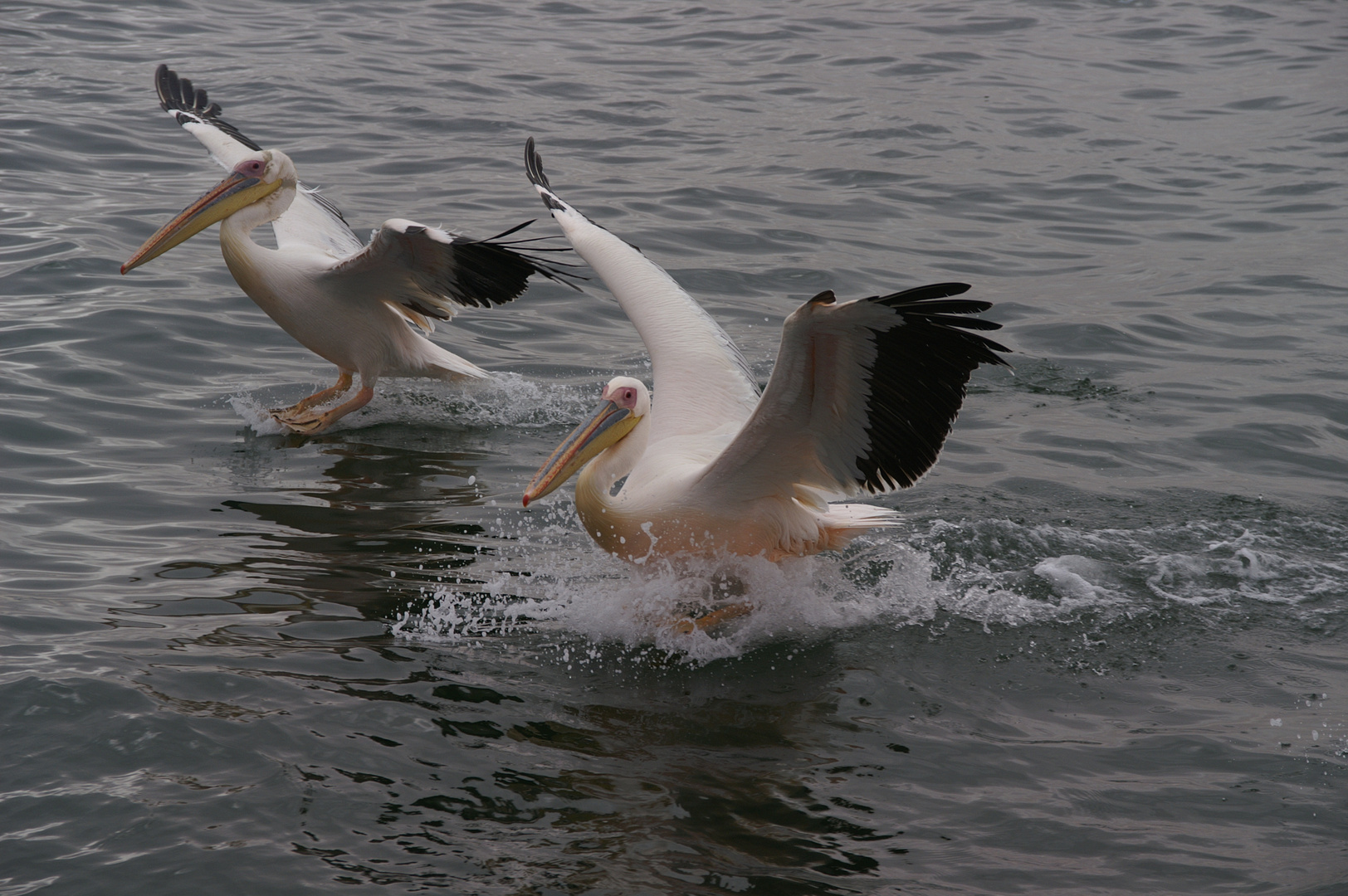 Zwei Pelikane beim Landemanöver