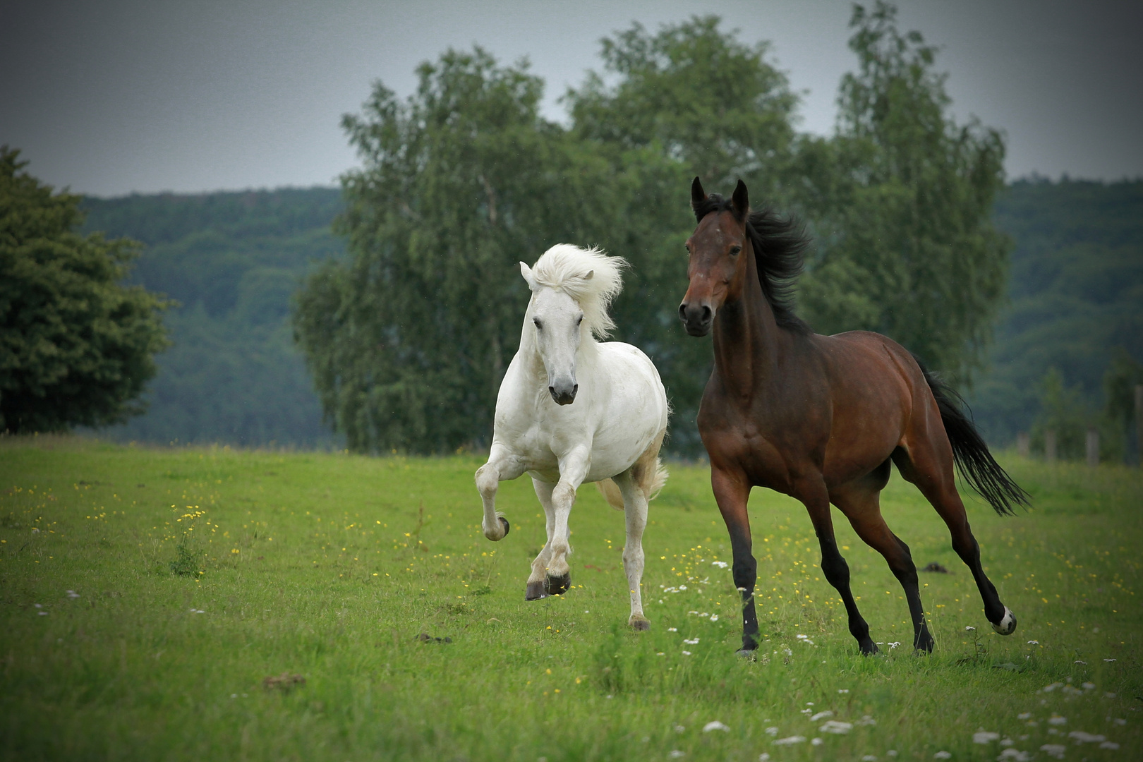 Zwei Pferdchen