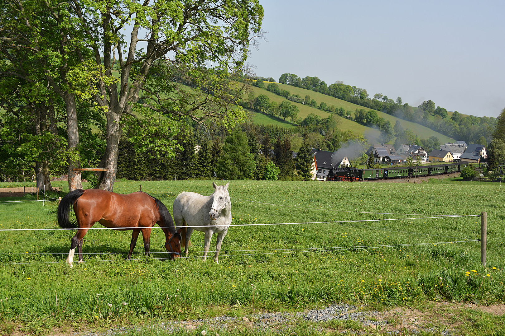 Zwei Pferde auf der Koppel