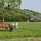 Zwei Pferde auf der Koppel