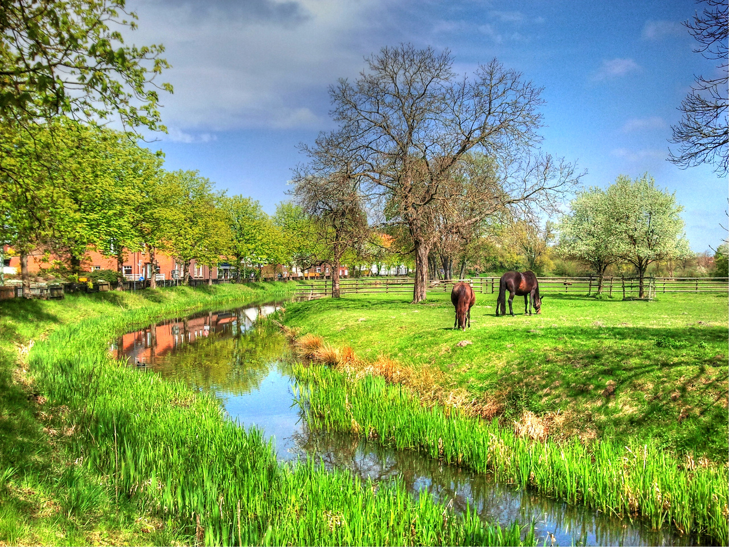 zwei Pferde auf der Schlosswiese