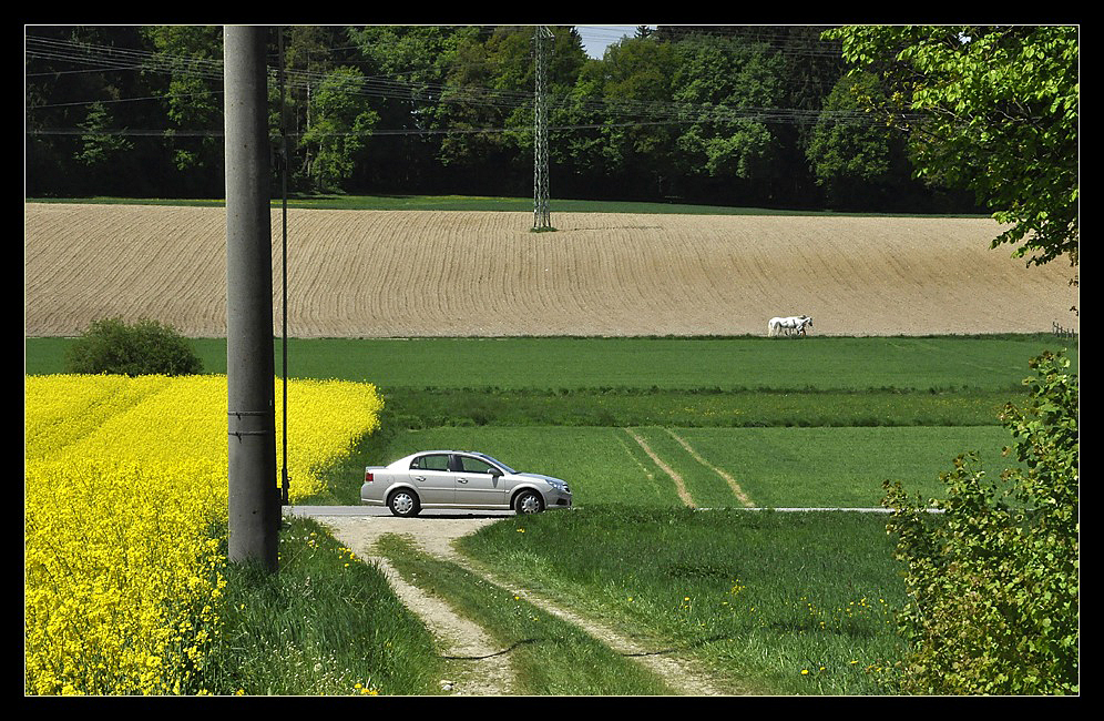 Zwei Pferde, ein Auto und der Raps