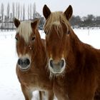 Zwei Pferde im Schnee