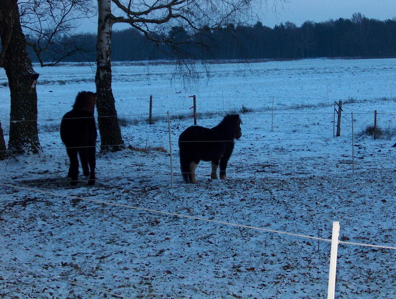 Zwei Pferde im Winter