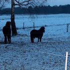 Zwei Pferde im Winter