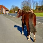 zwei Pferdeschwänze unterwegs . . . 