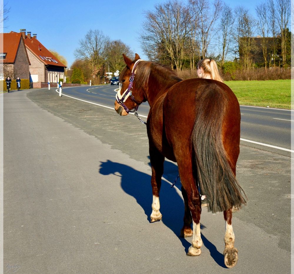 zwei Pferdeschwänze unterwegs . . . 