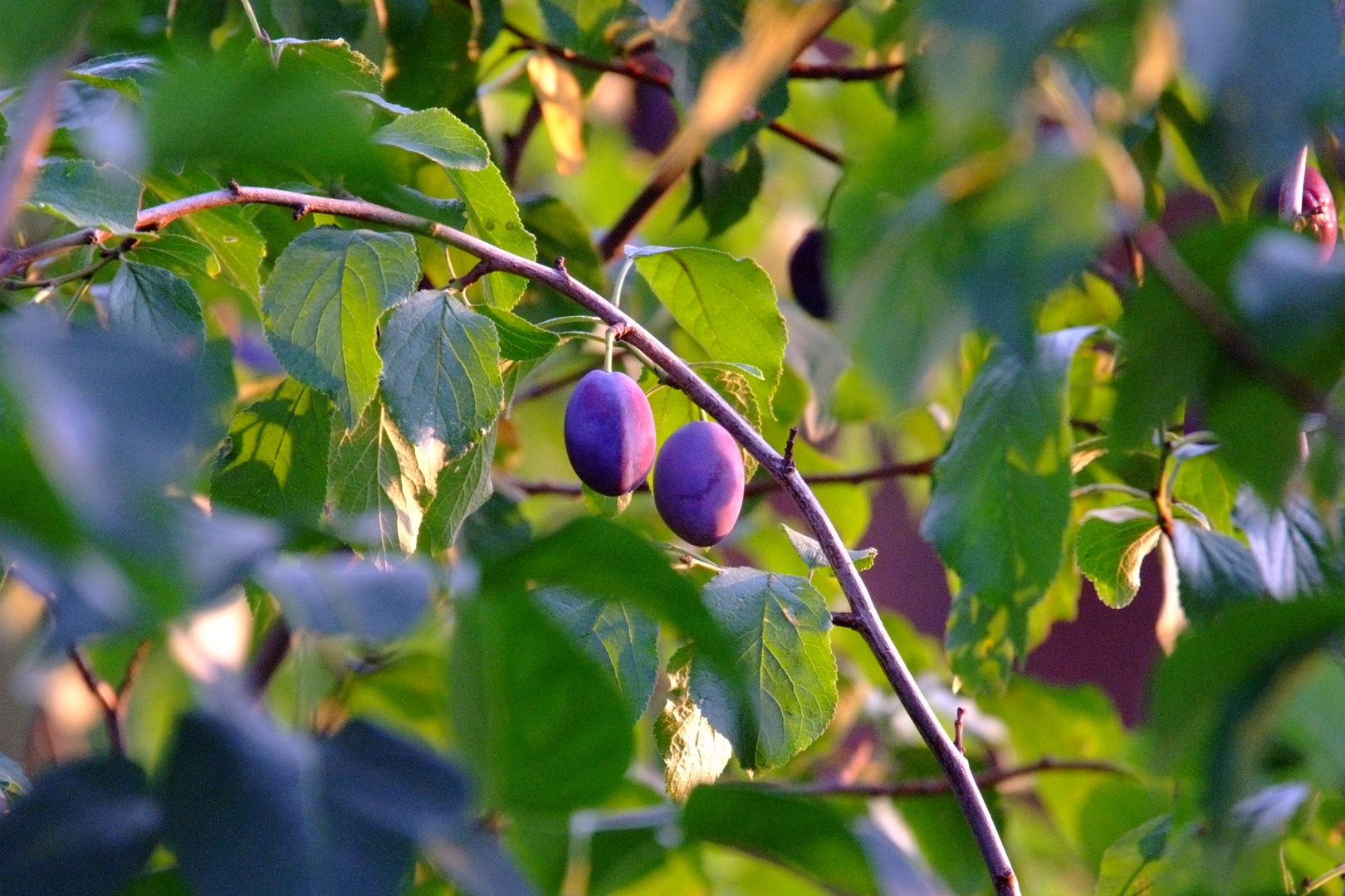 zwei Pflaumen in der Abendsonne