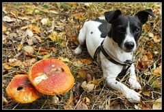 Zwei Pilz, bitte!