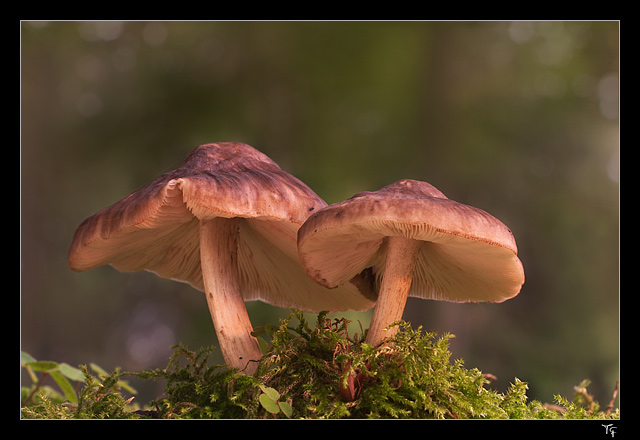 Zwei Pilze