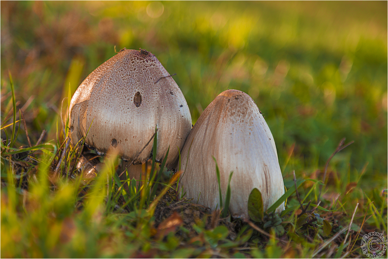 Zwei Pilze aleine im Gras!