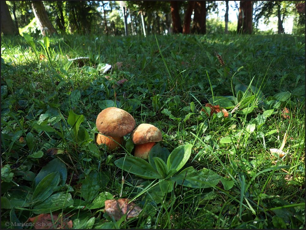 Zwei Pilze im Sonnenlicht...