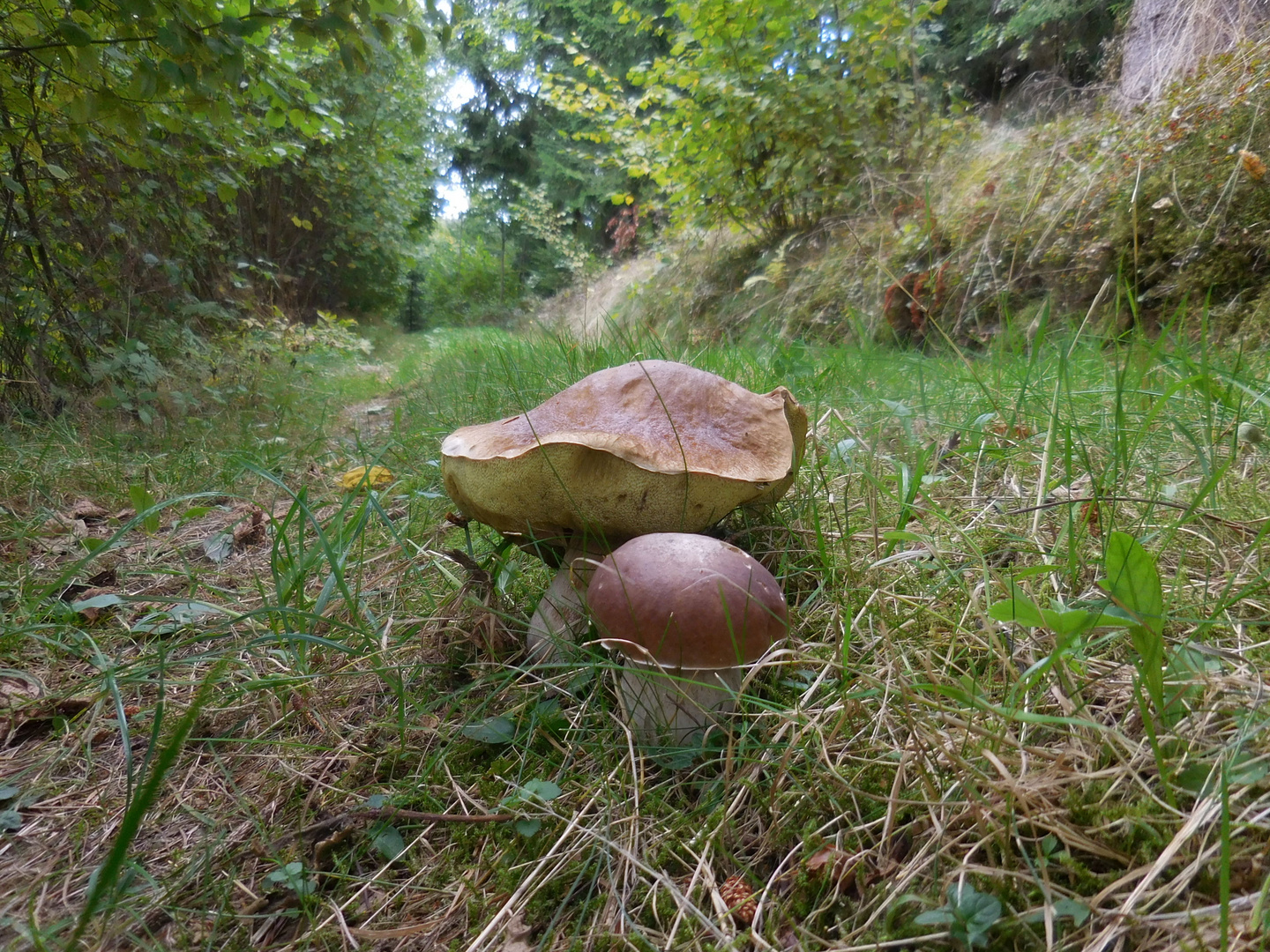 Zwei Pilze mitten am Weg