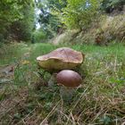 Zwei Pilze mitten am Weg