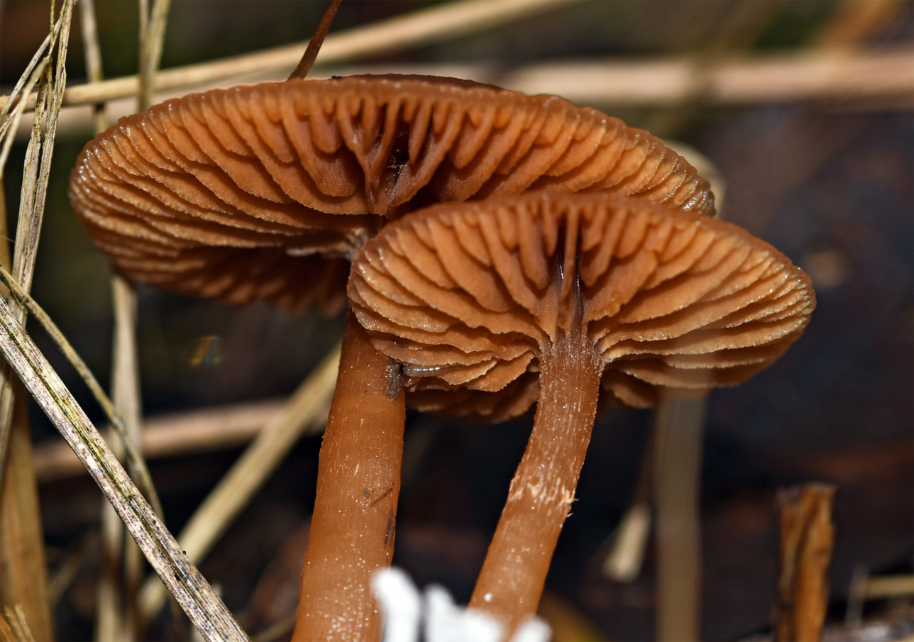 Zwei Pilze und ein Gast...... - Deux champignons et un invité -