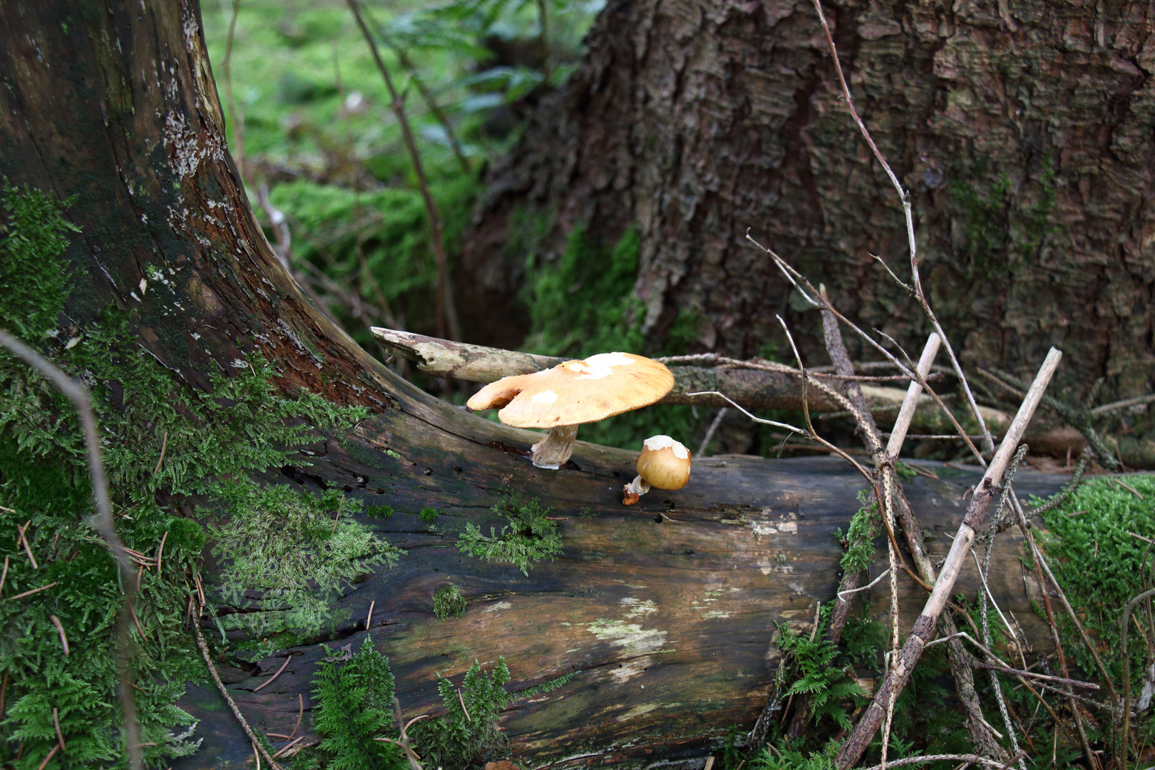 zwei Pilzlein im Wald