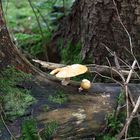 zwei Pilzlein im Wald