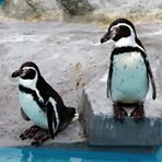 Zwei Pinguine