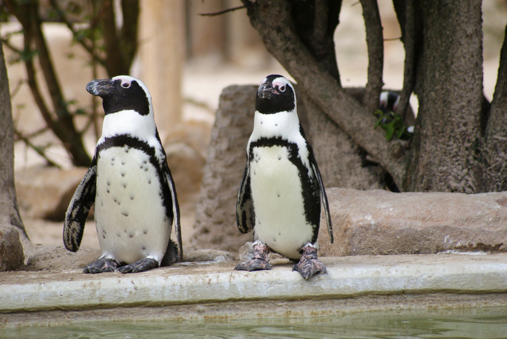 Zwei Pinguine bitte,