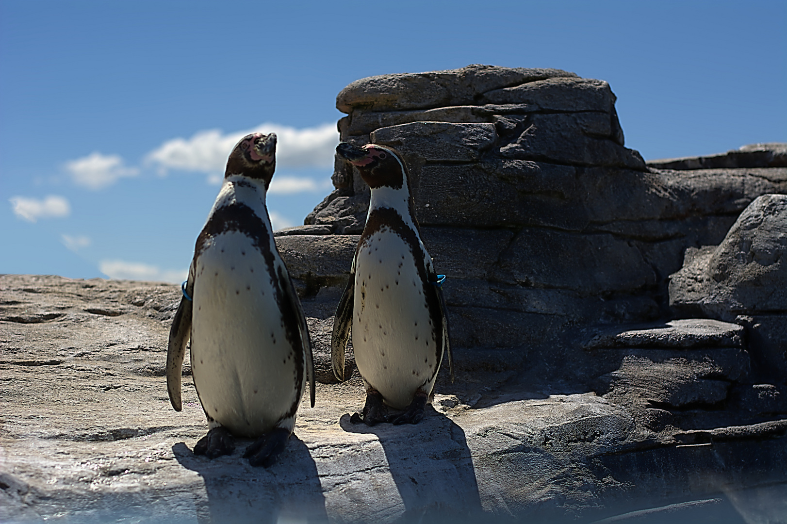 Zwei Pinguine im Ozeaneum...