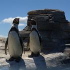 Zwei Pinguine im Ozeaneum...